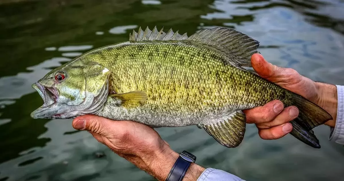 How to Fish Smallmouth Bass?