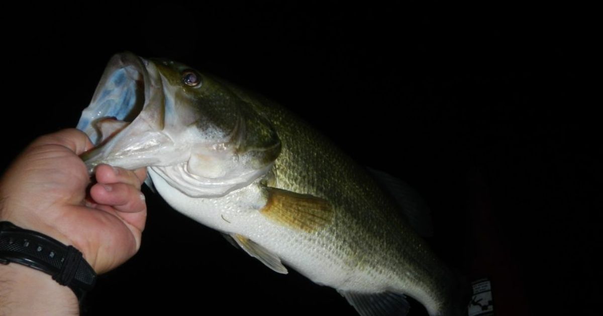 Can You Bass Fish at Night?