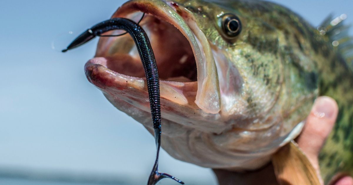 How to Bass Fish with Plastic Worms?
