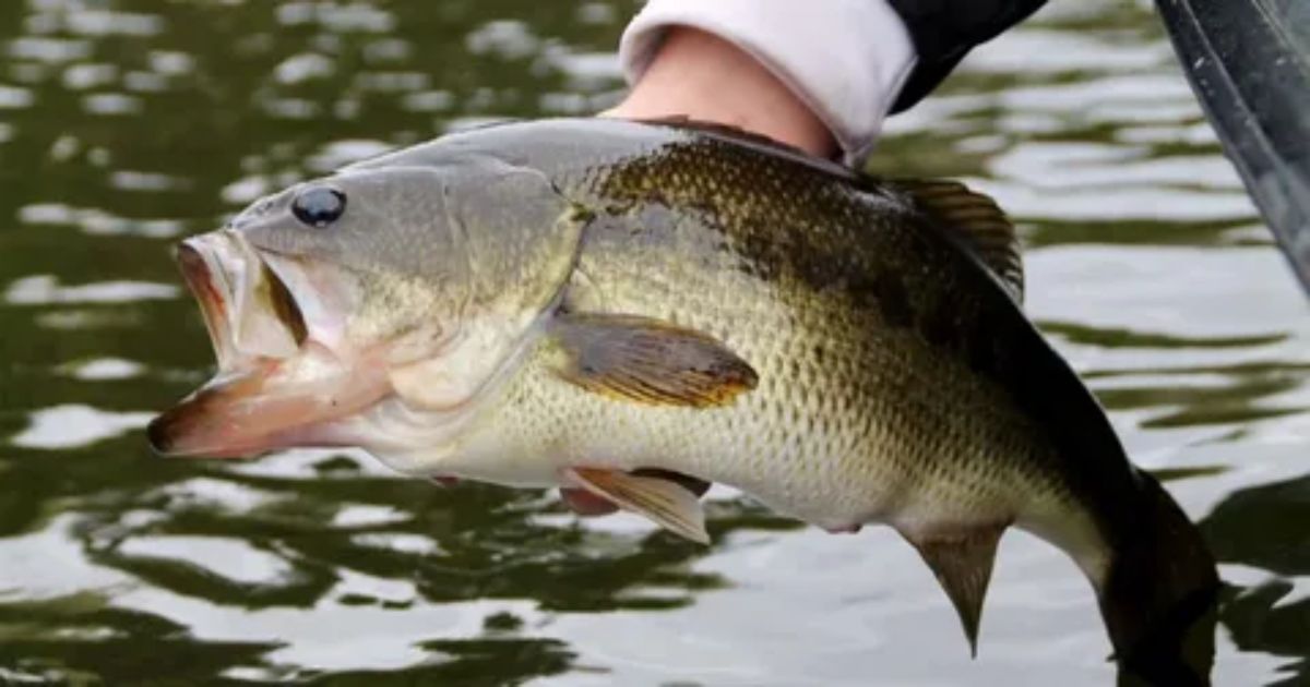 how-to-clean-a-bass-fish