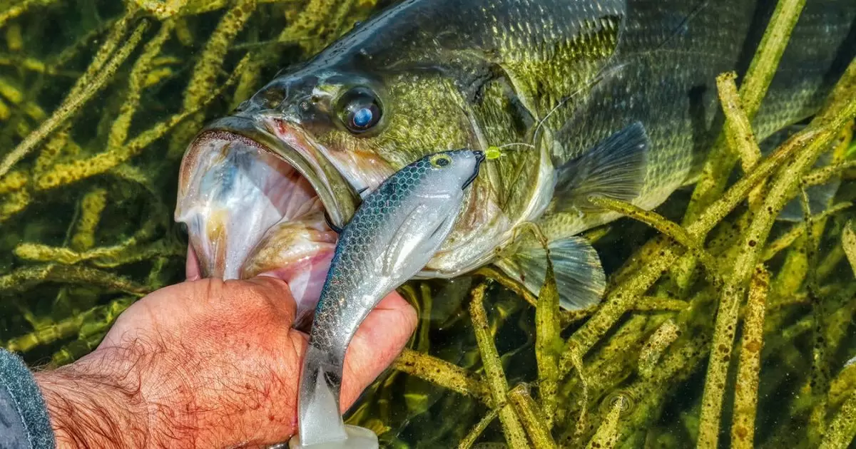 How to Fish a Swimbait for Bass.