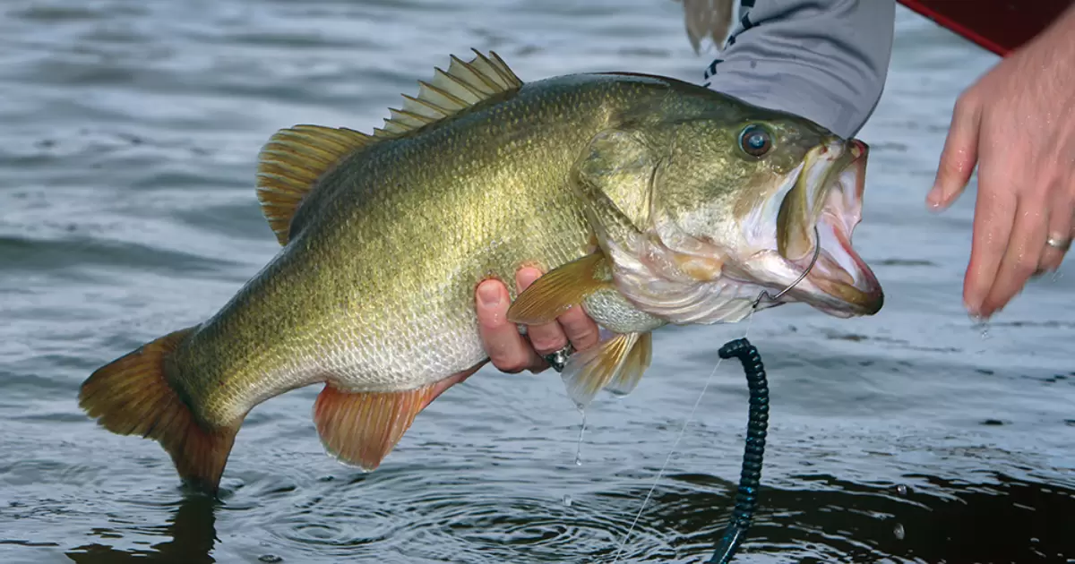 How to Catch Bass Without a Cheater Box