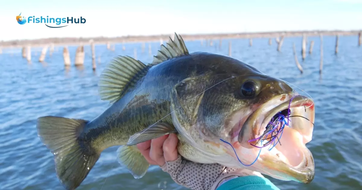 What Line Is Best For Bass Fishing?