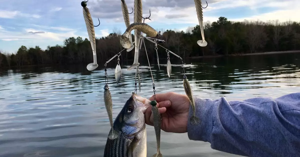 How To Rig For Bass Fishing?