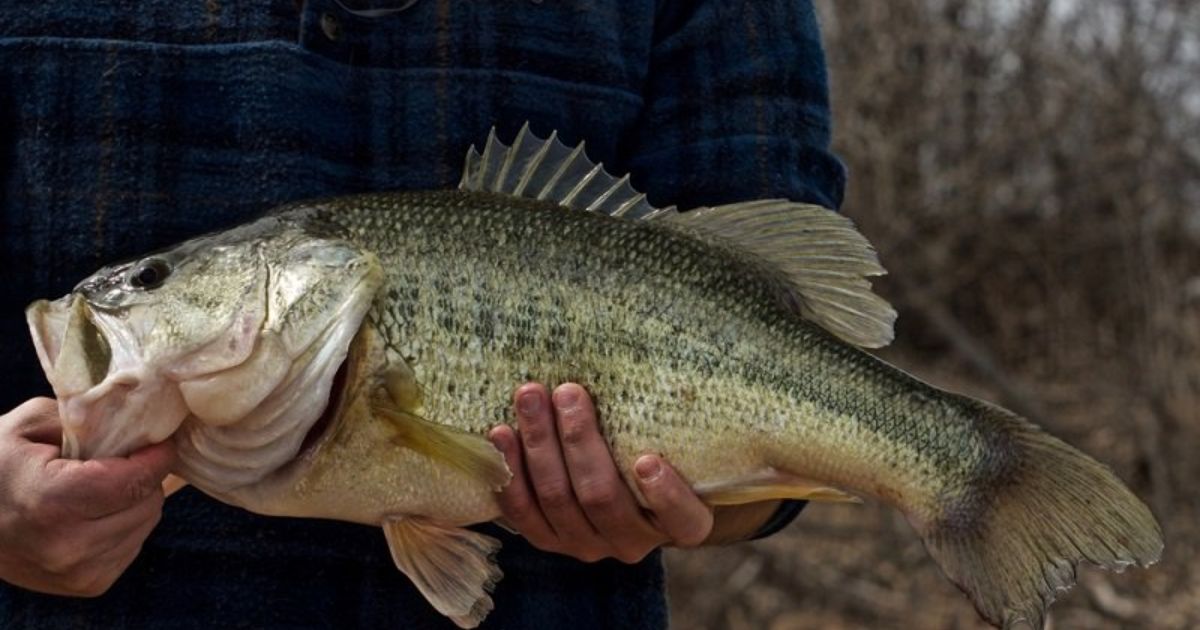 Can You Bass Fish In The Middle Of The Day?