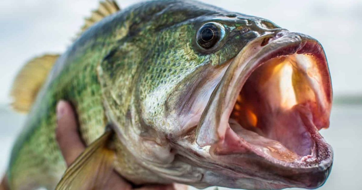 Do Bass Fish Have Teeth?