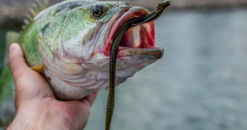 Choosing the Right Location for Daytime Bass Fishing
