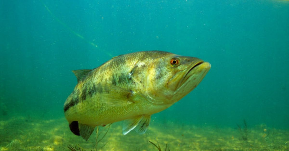 How Deep Does Bass Water Need To Be?