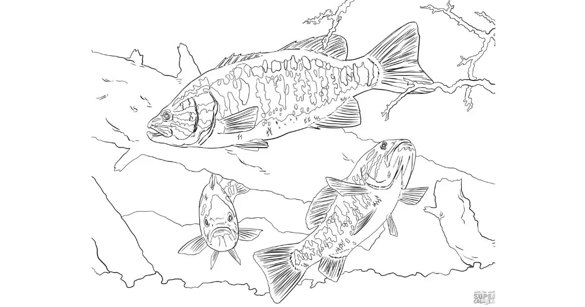 How Drawings Of Largemouth Bass?
