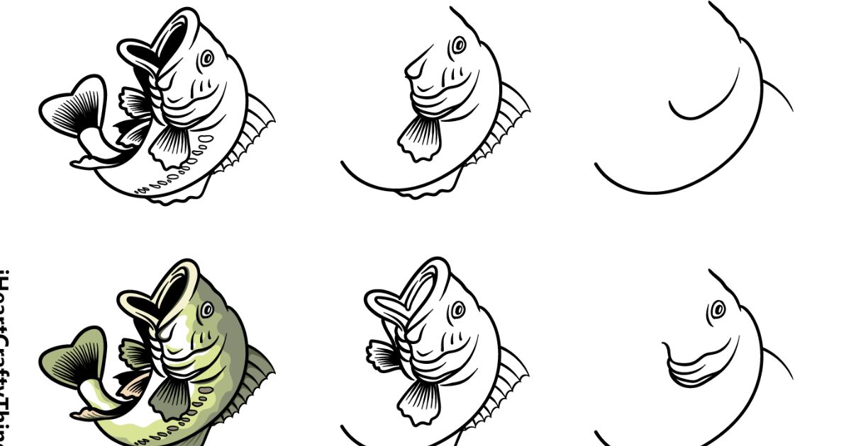 How To Draw Bass Fish in Six Steps?