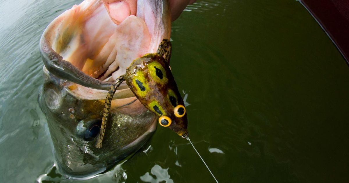 How to Fish a Frog Lure for Bass?