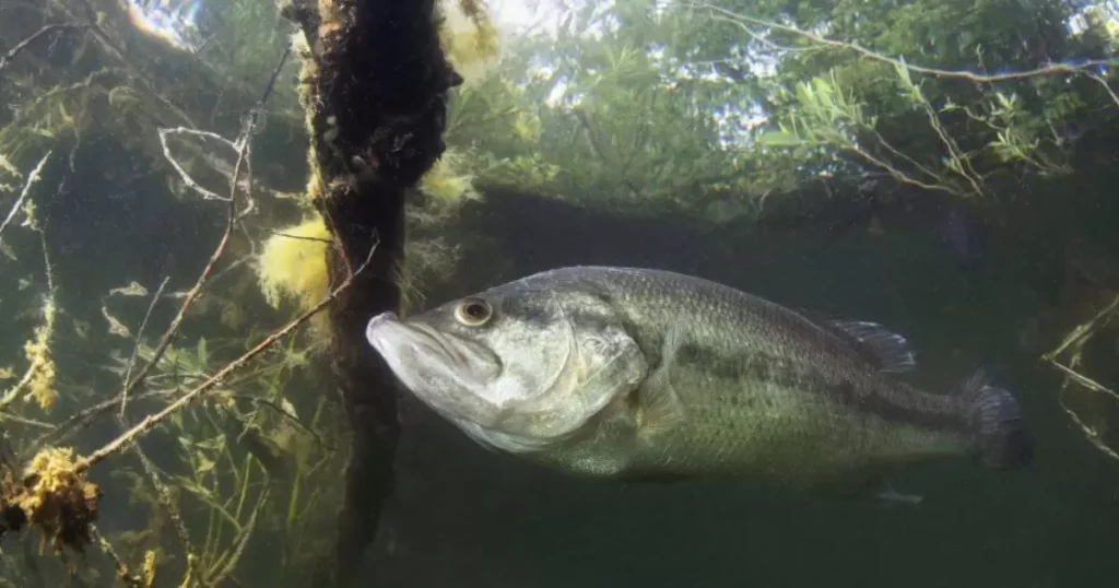 Seasonal Insights for Fluke Fishing Bass 