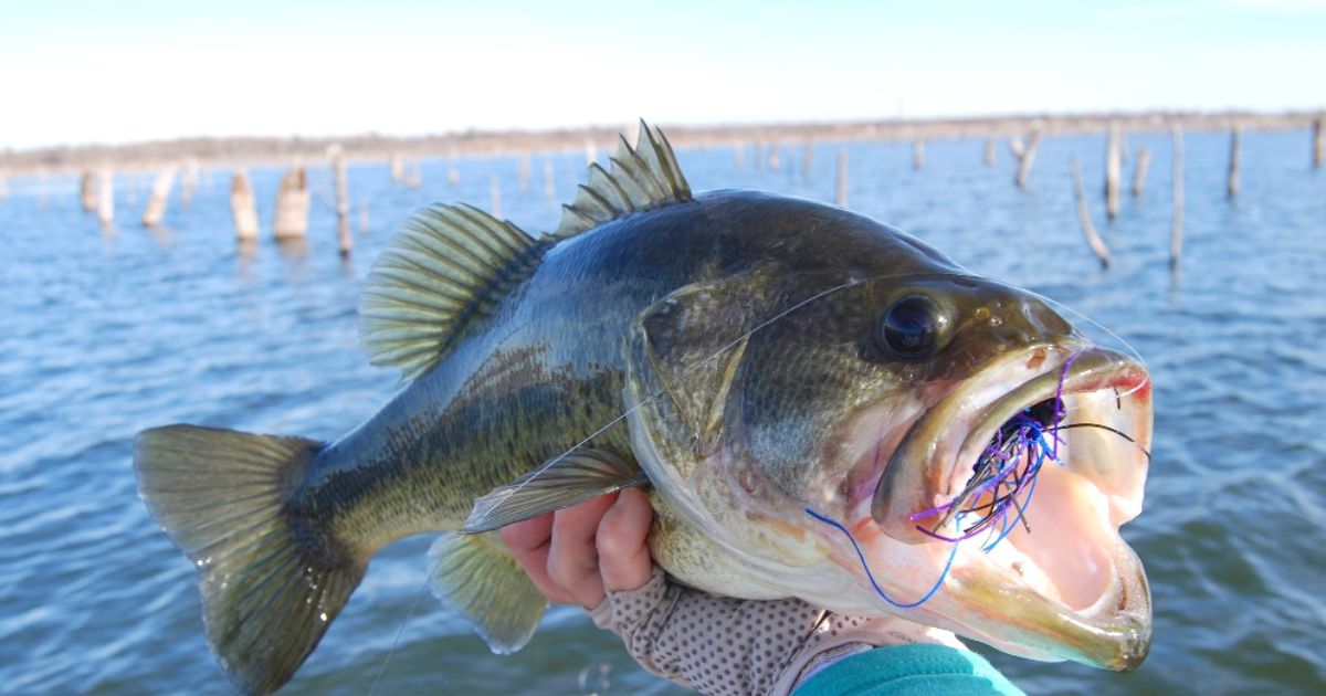 What Is a Flogger in Bass Fishing?