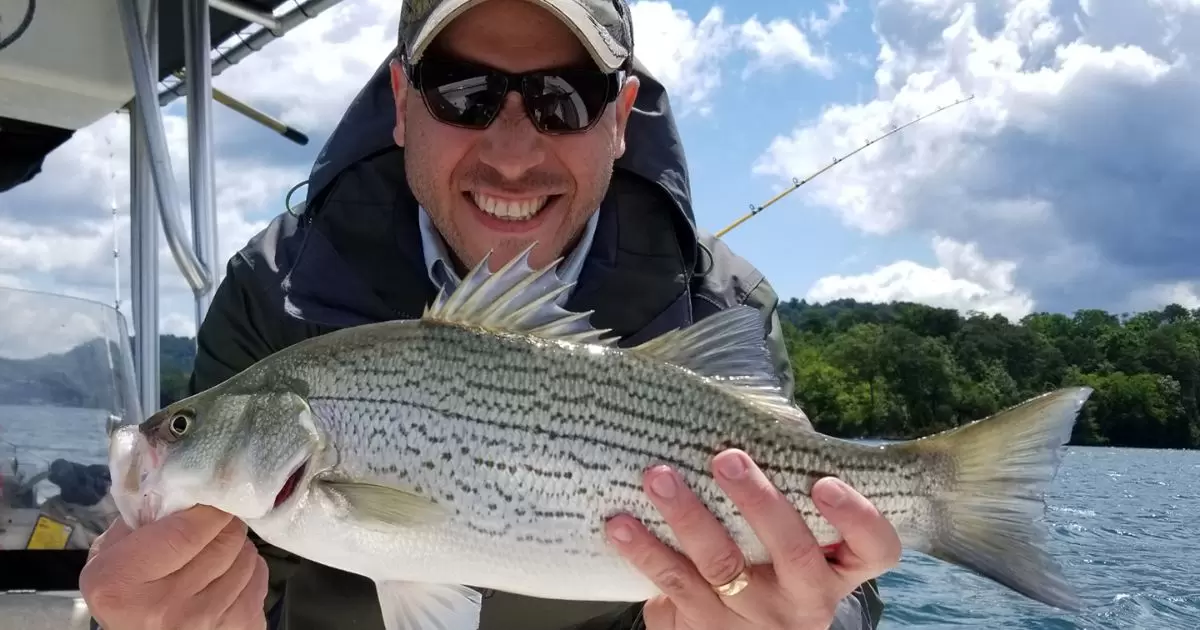 How To Fish For White Bass?