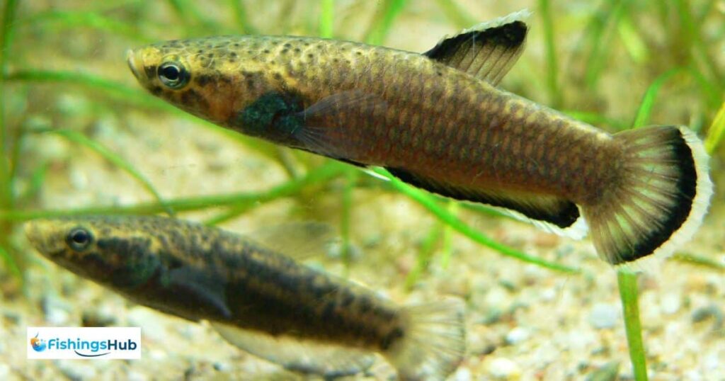 Betta Fish Origins And Habitat