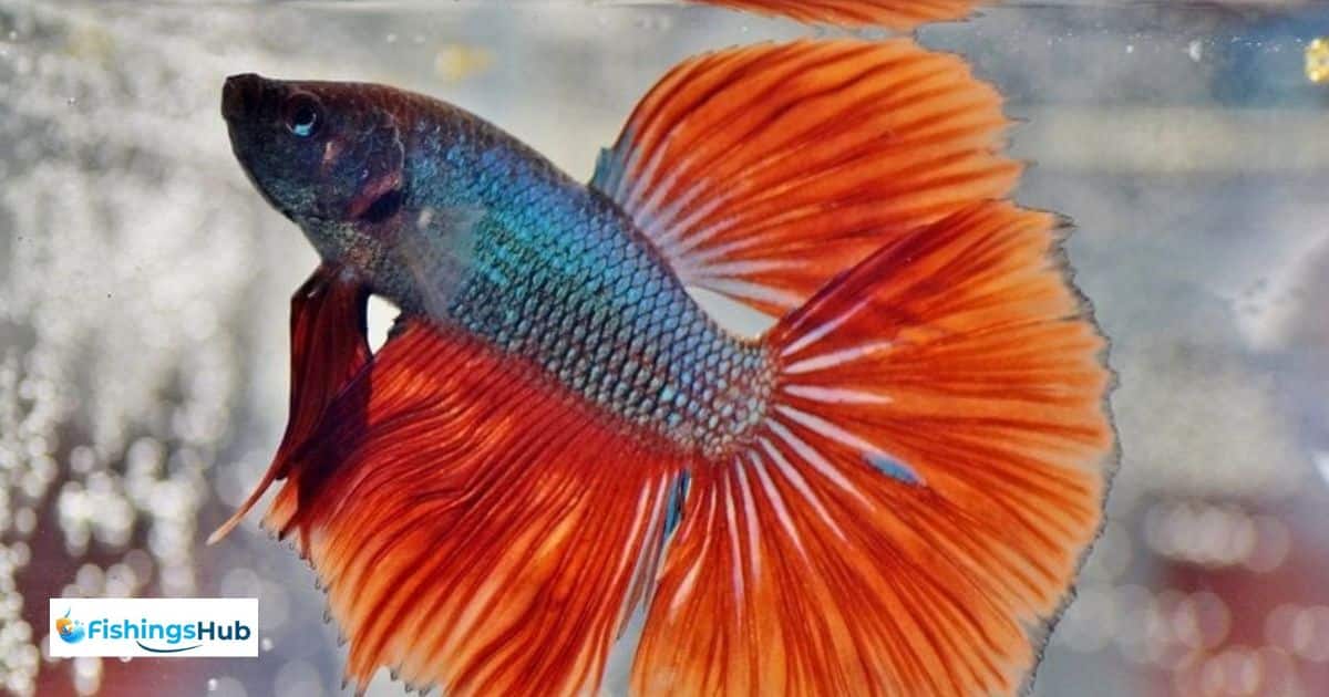 Can Betta Fish Eat Goldfish Food?