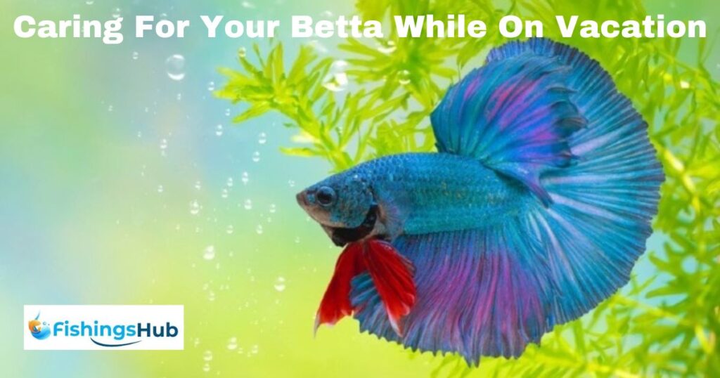 Caring For Your Betta While On Vacation