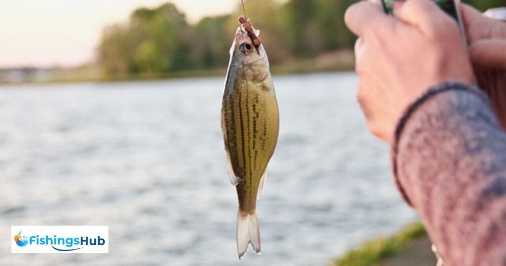 Chart For Bass Fishing Lure