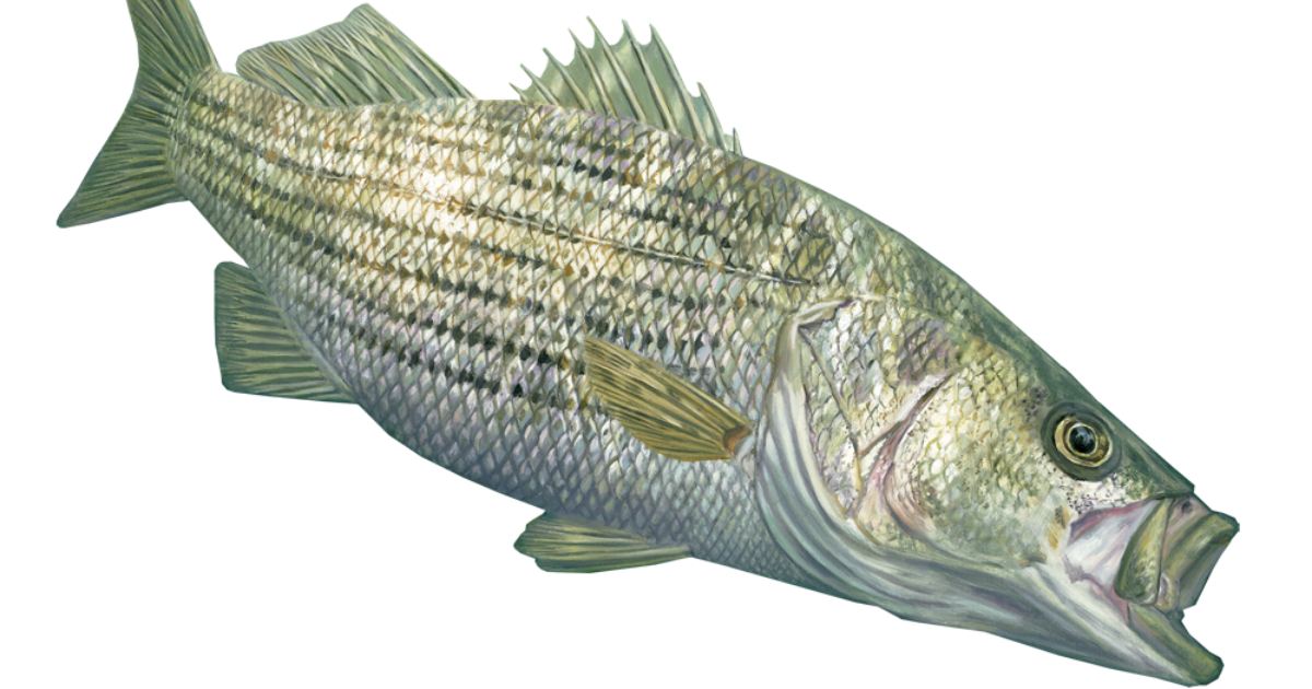 Cultural Significance of Bass in Cuisine