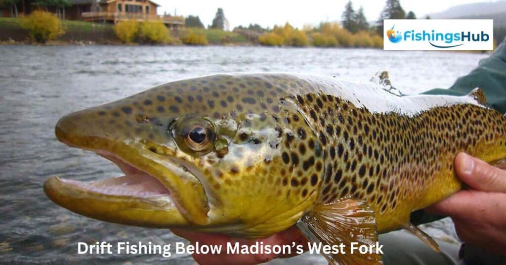 Drift Fishing Below Madison’s West Fork