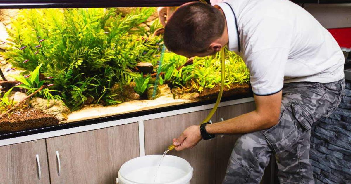 Easy Ways to Keep the Tank Clean