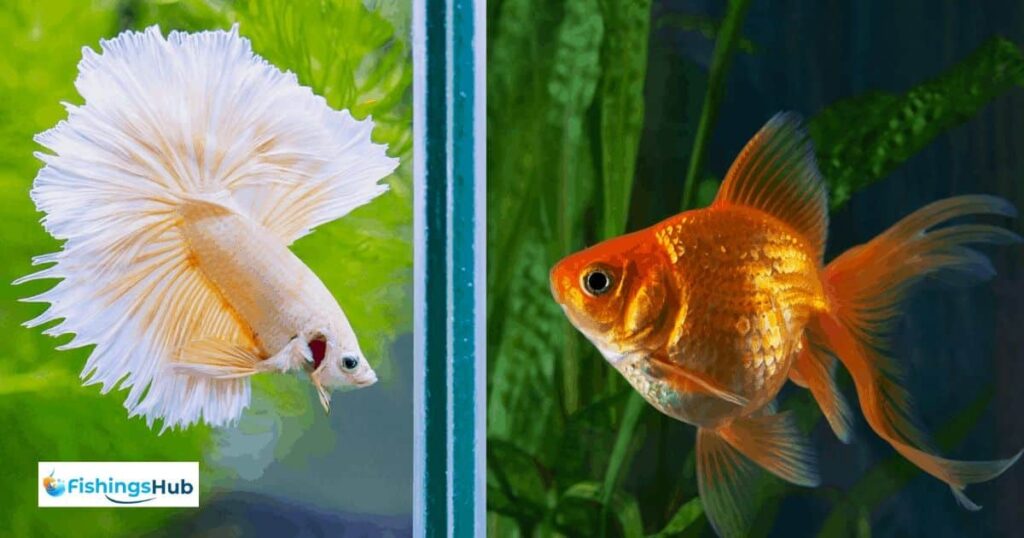 Health Issues Your Betta May Face From Eating Goldfish Food
