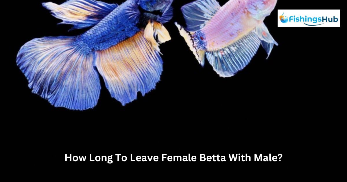 How Long To Leave Female Betta With Male?