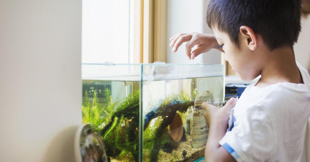 How Often Do You Clean A Betta Fish Tank?