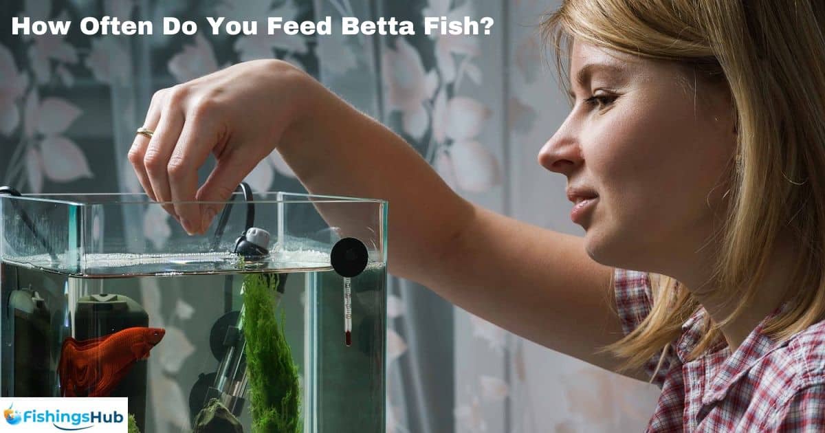How Often Do You Feed Betta Fish?
