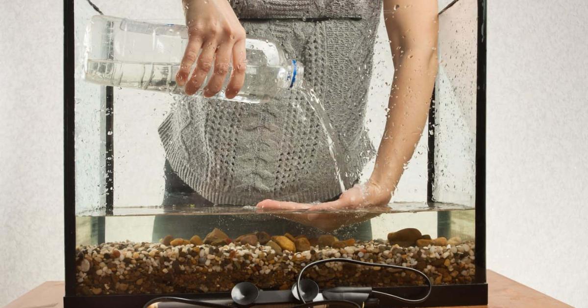 How Often Should You Clean a Betta Fish Tank?