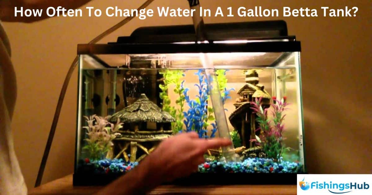 How Often To Change Water In A 1 Gallon Betta Tank?