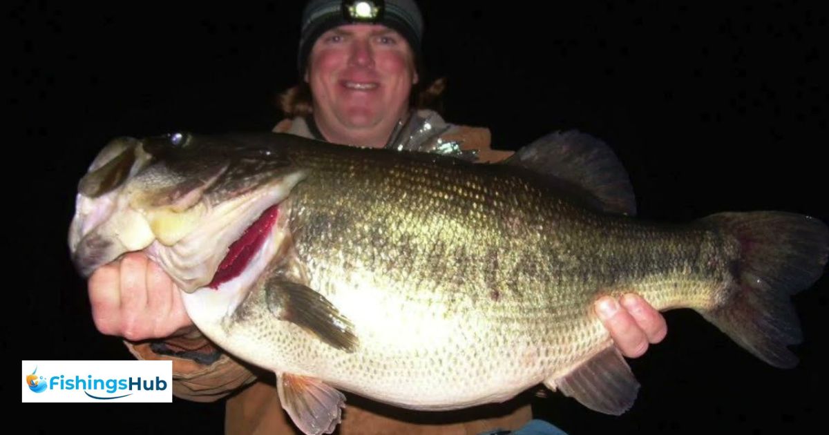 How To Bass Fish At Night?