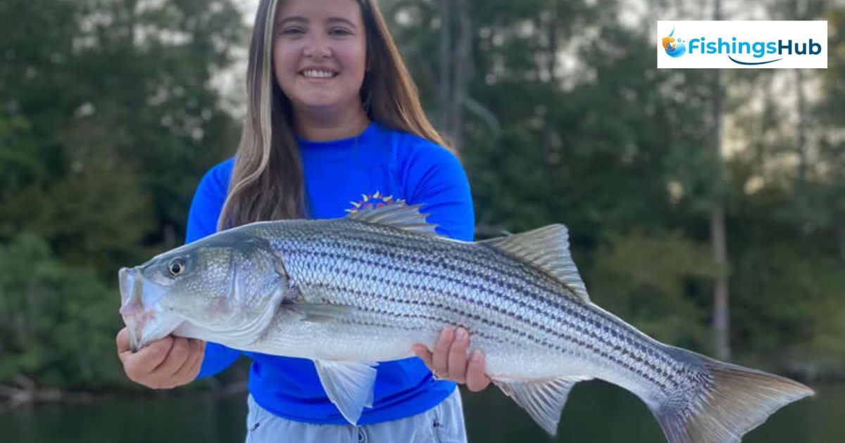 How To Fish For Striped Bass?
