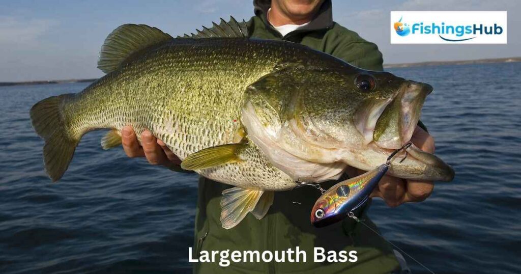 How To Locate Bass Beneath The Ice?