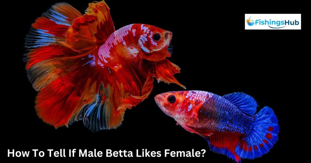 How To Tell If Male Betta Likes Female?
