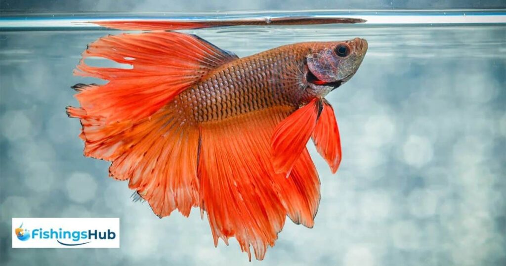 If My Fish Remain At The Top Of Their Tank, What Should You Do?