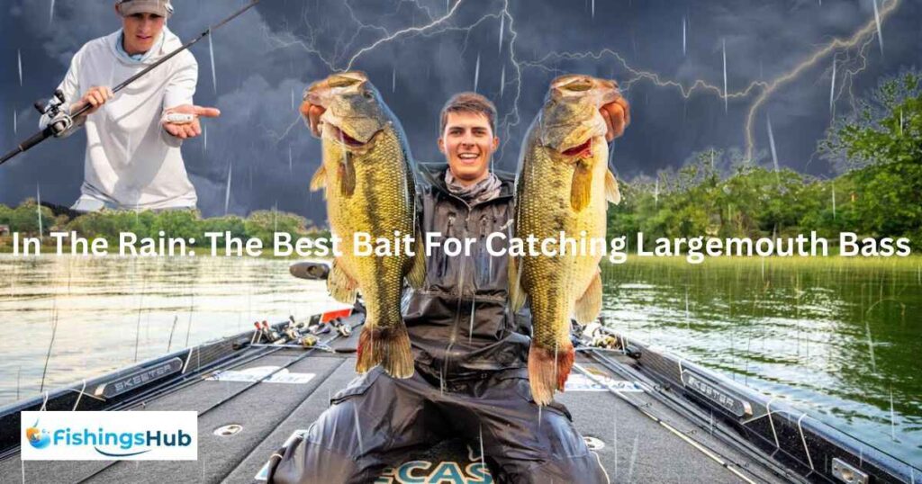 In The Rain: The Best Bait For Catching Largemouth Bass