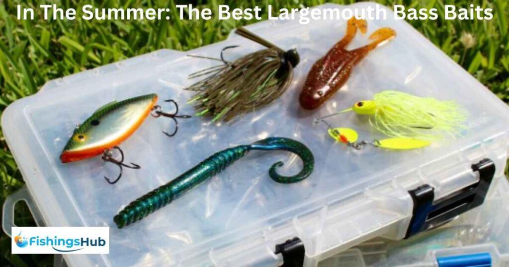 In The Summer: The Best Largemouth Bass Baits