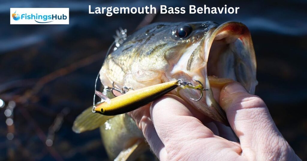 Largemouth Bass Behavior