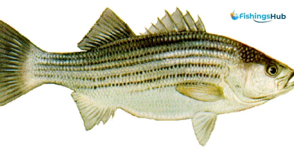 Overview Of Striped Bass