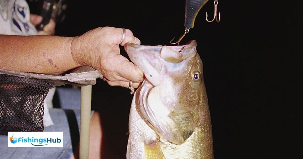 Safety Precautions For Night Fishing