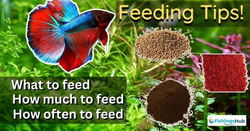 Tips For Feeding Betta Fish