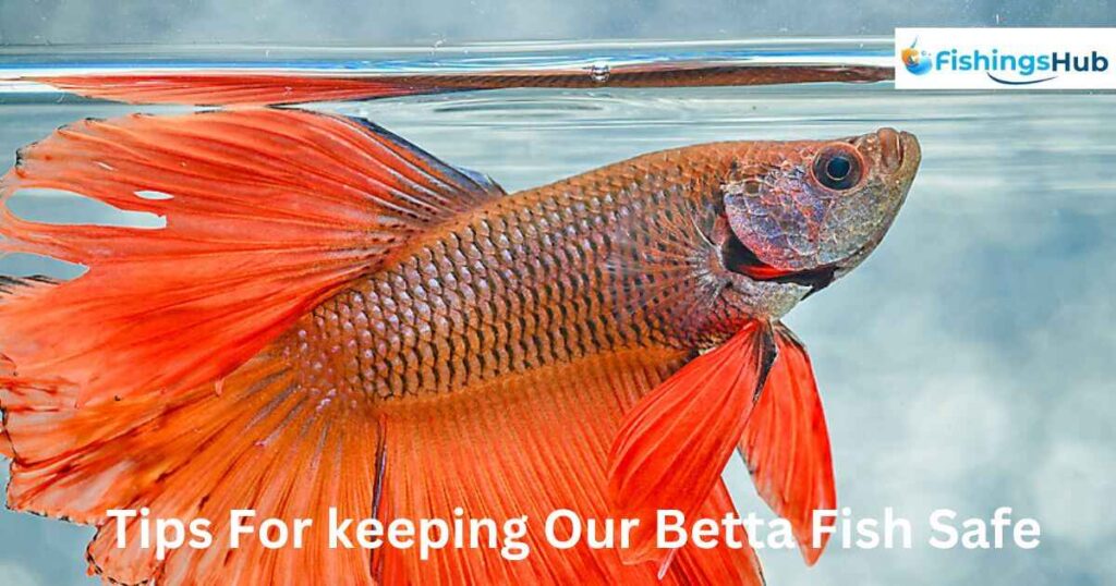 Tips For keeping Our Betta Fish Safe
