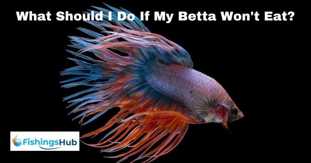 What Should I Do If My Betta Won't Eat?