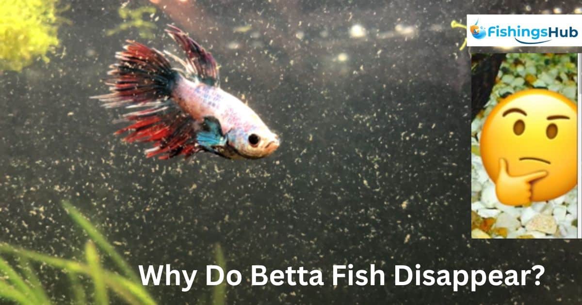 Why Do Betta Fish Disappear?