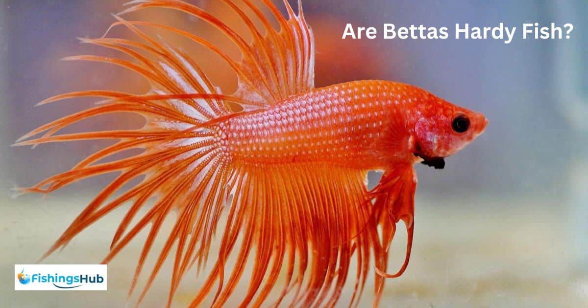 Are Bettas Hardy Fish?