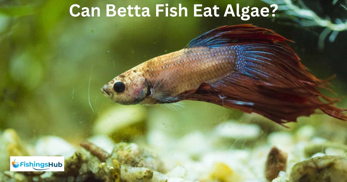 Can Betta Fish Eat Algae?