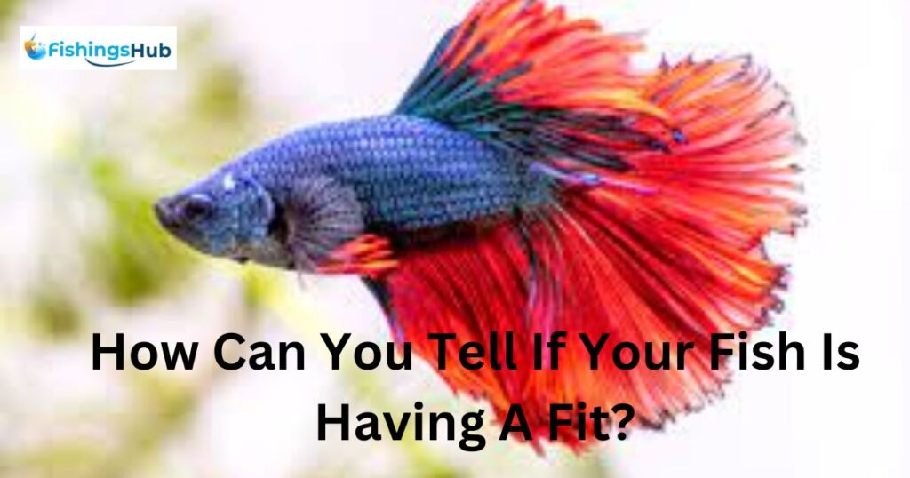 How Can You Tell If Your Fish Is Having A Fit?
