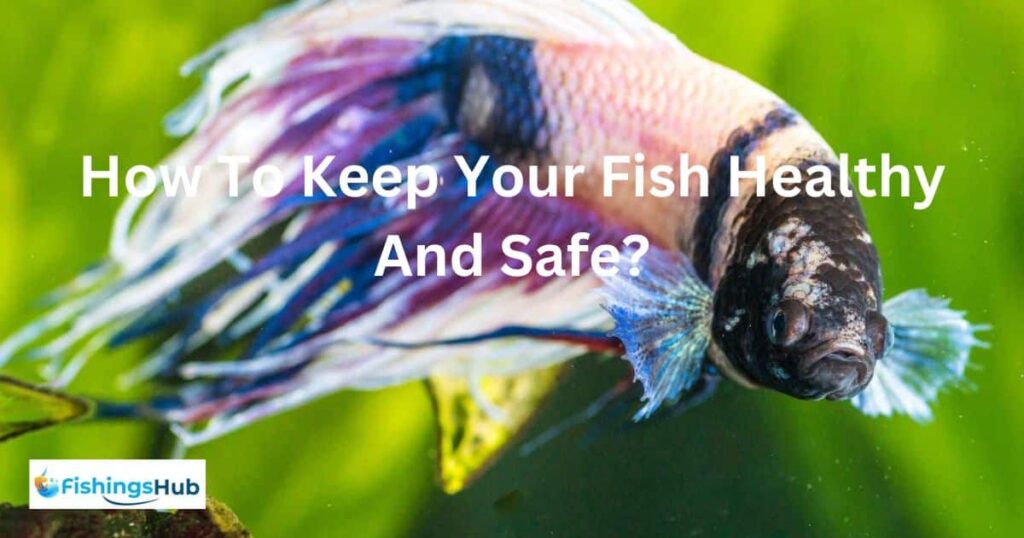 How To Keep Your Fish Healthy And Safe?