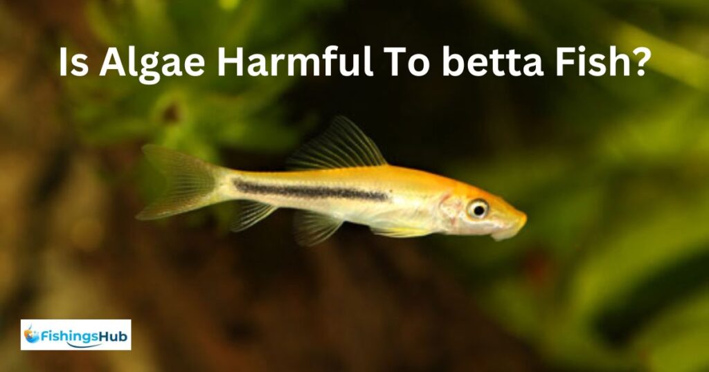 Is Algae Harmful To betta Fish?